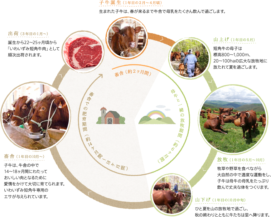 子牛誕生（１年目の２月?４月頃）＞山上げ（１年目の５月）＞放牧（１年目の５月?10月）＞山下げ（１年目の1０月中旬）＞畜舎（１年目の10月?）＞出荷（３年目の１月?）