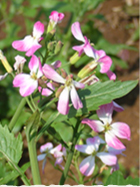 土の中で冬越しした安家地大根を掘り出し、植えると芽が出て花が咲きます。