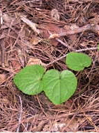 発芽した小さな苗を、森の中に植えていきます。